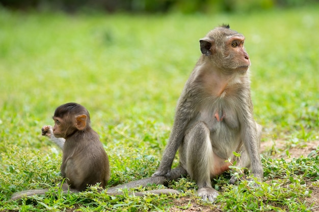 Affe mit seinem Baby, das auf Gras sitzt