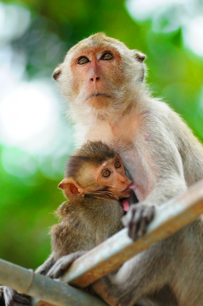 Affe Mutter Pflege und Stillen, Liebe