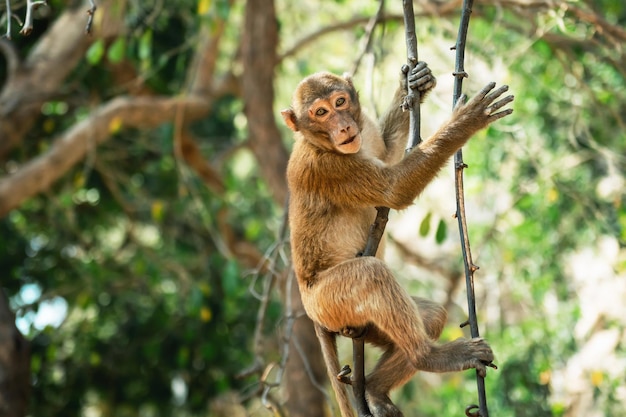 Affe sitzt auf Ast im Wald