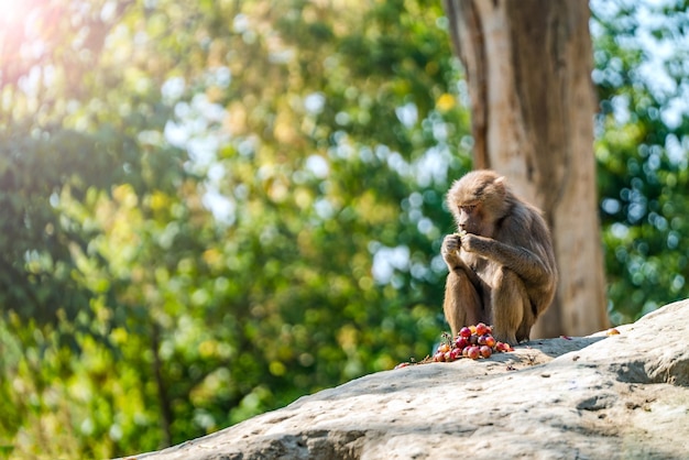 Affe sitzt auf dem Berg und isst Trauben auf einem Hintergrund von gepflanzten Bäumen an einem sonnigen Tagwilde Tiere Sommersaison