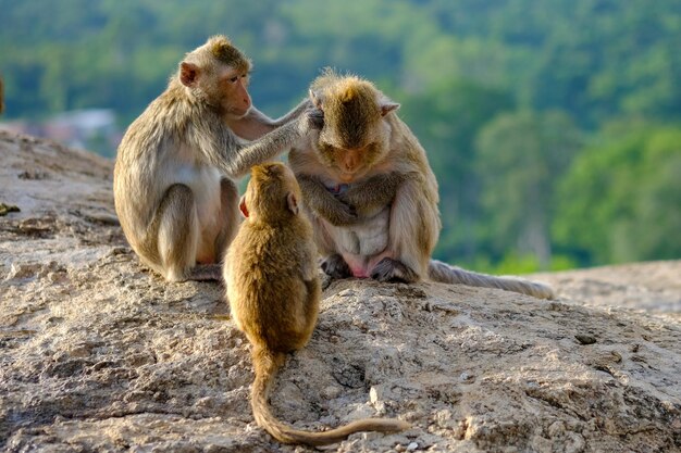 Foto affe sitzt auf einem felsen