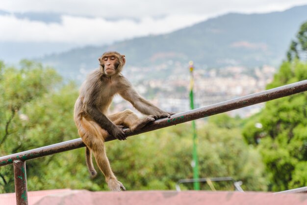 Affe sitzt auf einem Treppengeländer im Swayambhunath-Tempel oder Affentempel in Kathmandu, Nepal. Stock Foto.