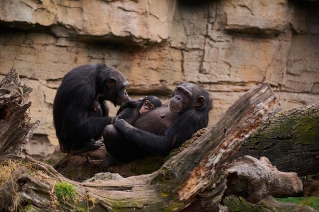 Foto affe sitzt in einem zoo