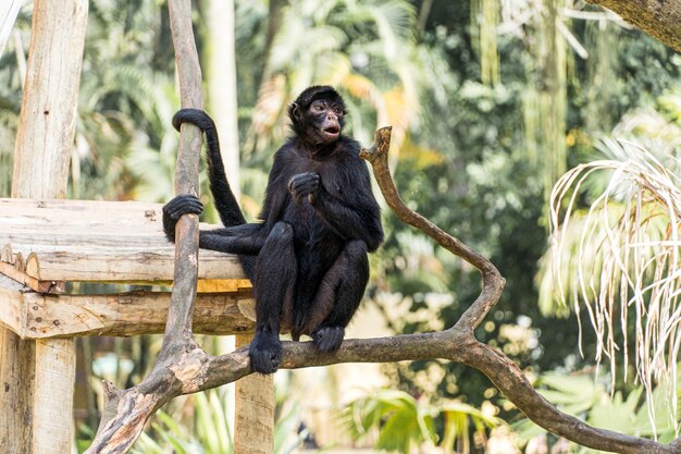 Affe spielt, isst und geht in einem Biopark in Brasilien.