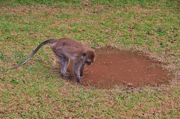 Affe-Wald, Bali-Zoo, Indonesien