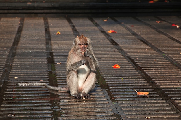 Affe-Wald, Bali-Zoo, Indonesien