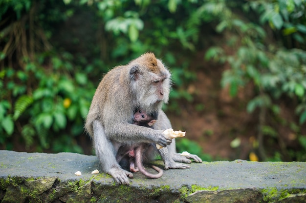 Affen im Affenwald, Bali