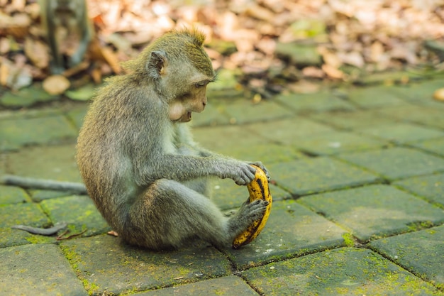 Affen im Affenwald von Ubud, Insel Bali, Indonesien