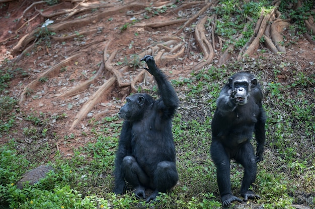 Affen im Zoo