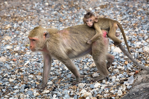 Affen in freier Wildbahn