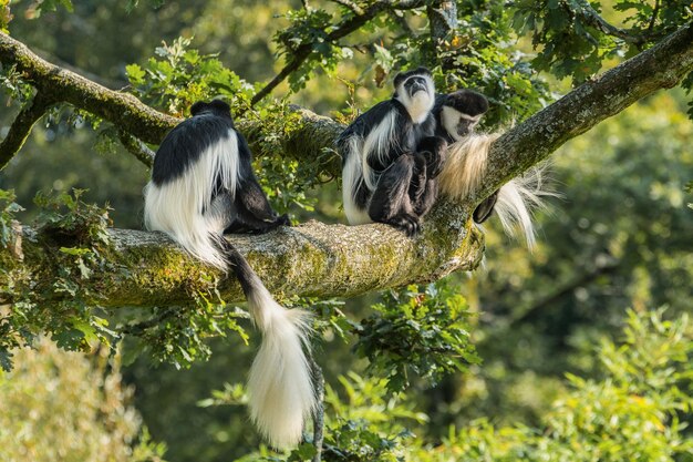 Foto affen sitzen im wald auf einem baum