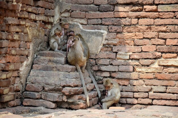 Affen spielen bei Phra Prang Samyod