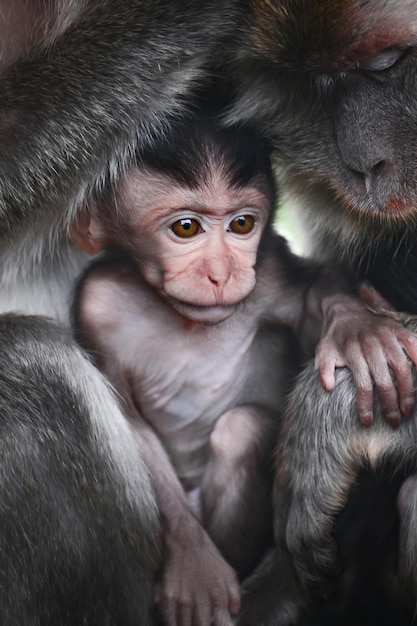 Affenbaby mit Mutter