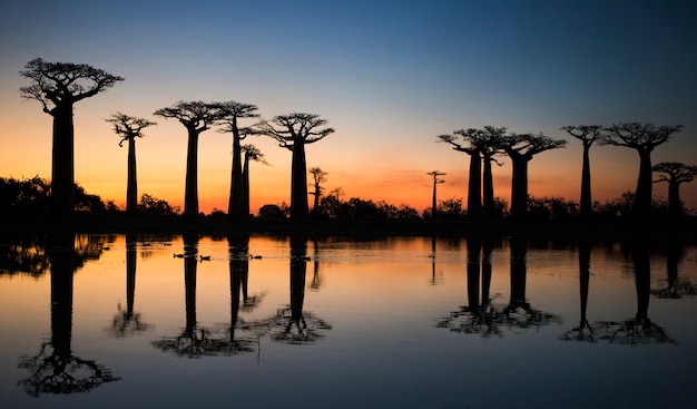 Affenbrotbäume bei Sonnenaufgang in der Nähe des Wassers mit Reflexion in Madagaskar