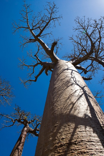 Affenbrotbaum auf blauem Himmel im Hintergrund in Madagaskar