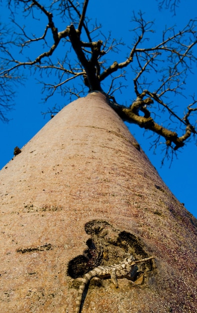 Affenbrotbaum auf blauem Himmel im Hintergrund in Madagaskar