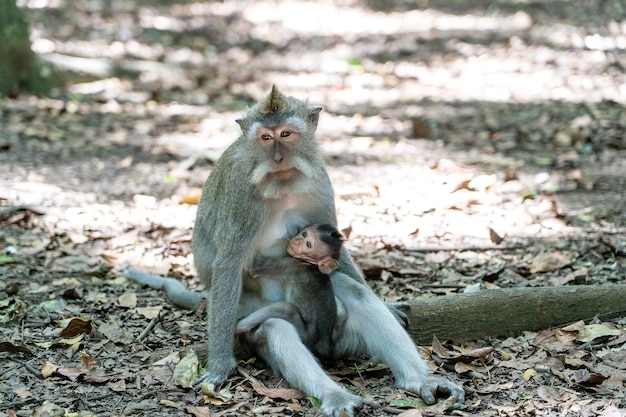 Affenfamilie am heiligen Affenwald in Ubud, Insel Bali, Indonesien. Nahaufnahme. Affenmama mit Affenbaby