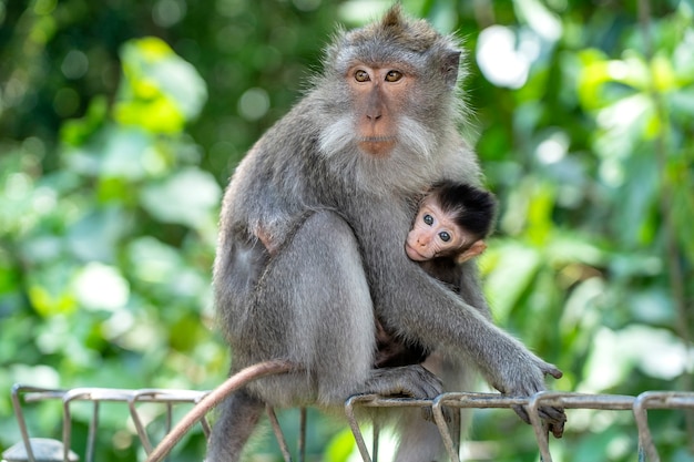 Affenfamilie am heiligen Affenwald in Ubud, Insel Bali, Indonesien. Nahaufnahme