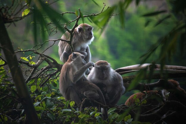 Affenfamilie auf dem Baum