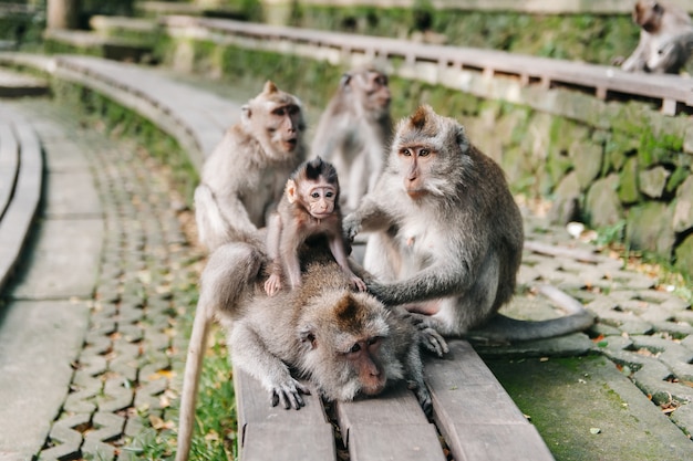 Affenfamilie mit kleinem Baby im Wald Ubud Bali Indonesien