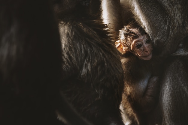 Affenmutter und ihr Baby in der Natur, Macaca fascicularis (krabbenfressender oder langschwänziger Makaken).