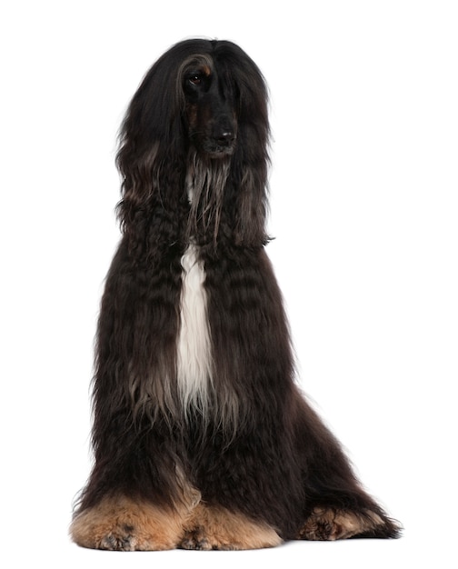 Afghan Hound, 4 Jahre alt, sitzt vor einer weißen Wand