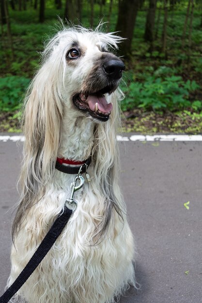 Afghanischer Windhund, der auf dem Asphaltgehweg im Park sitzt