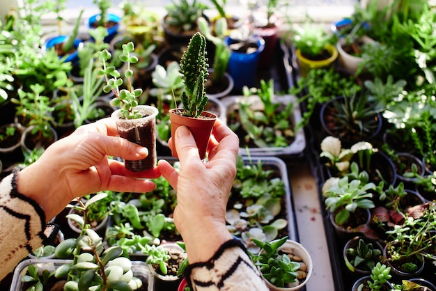 La afición es la botánica. Mujer, tenencia, planta, en, manos