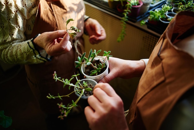 La afición es la botánica. Mujer, tenencia, planta, en, manos