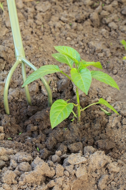 Aflojar la tierra alrededor del arbusto de pimiento morrón joven con un rastrillo de jardín de mano pequeño.