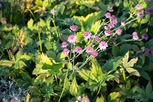 Aflutin-Zwiebeln als rosa Zierblumen in einem Herbstpark