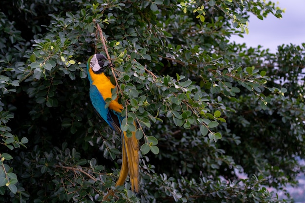 África arara voando