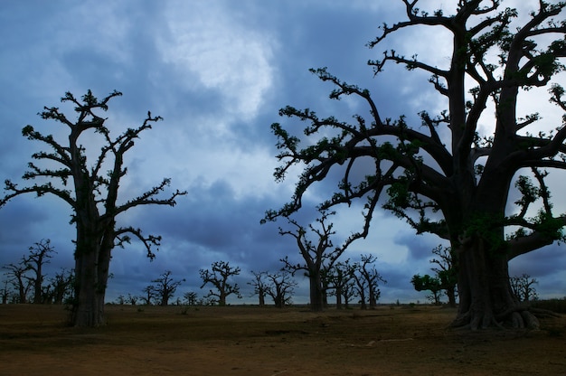 Foto África baobab árboles en un día nublado