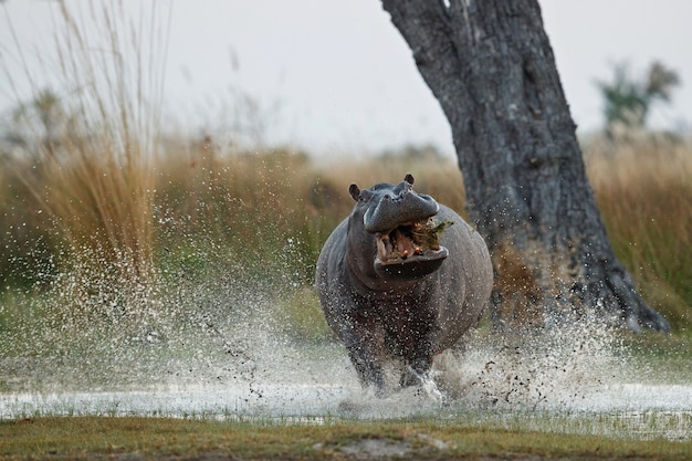 Africa hippopotamus amphibius