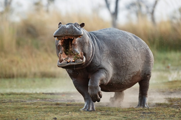 Africa Hippopotamus amphibius