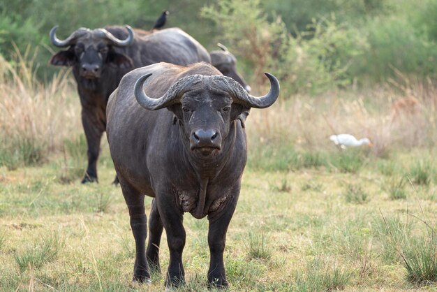 Foto african buffalo syncerus caffer nationalparks von uganda