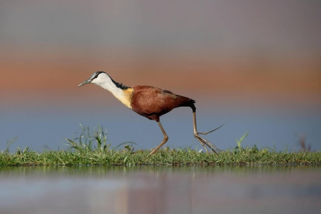 African jacana (Actophilornis africanus) solteiro pela água África do Sul Agosto 2016 Foto de estoque