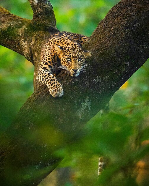 Foto african leopard resting american jaguar in the nature