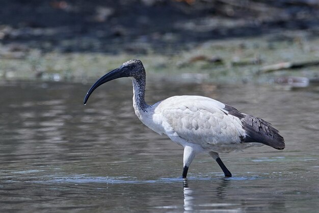 Foto africano íbis sagrado threskiornis aethiopicus