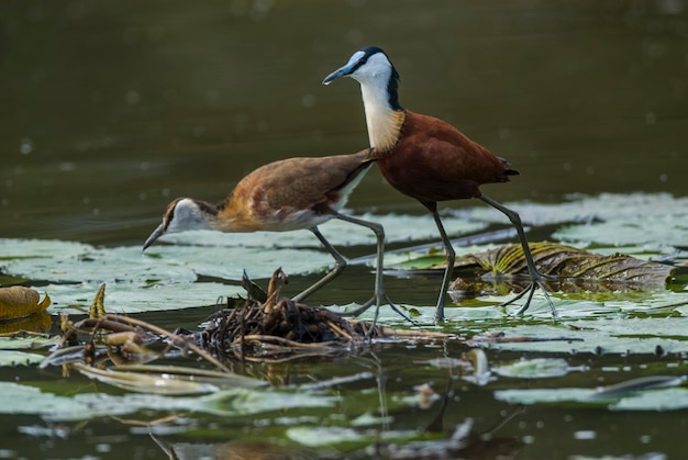 Africano Parque Nacional Jacana Kruger Sudáfrica