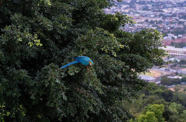 Afrika-Keilschwanzsittich auf dem Baum