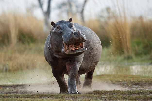 Afrika Nilpferd amphibius