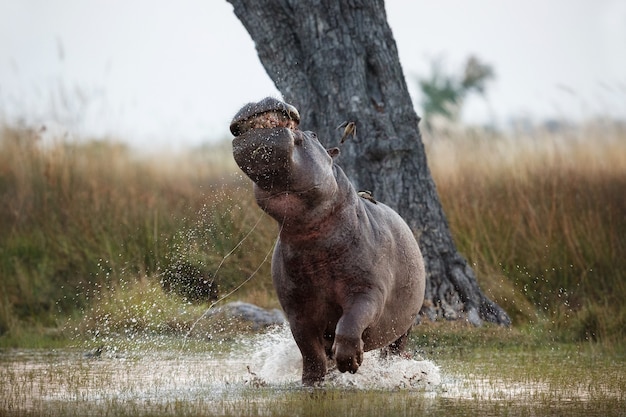 Afrika Nilpferd amphibius