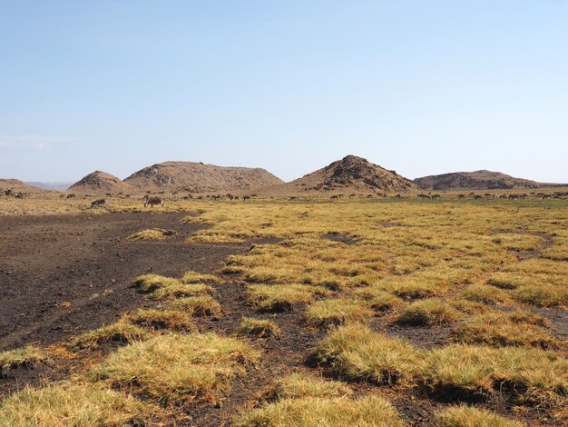 Foto afrika-savanne-landschaft auf einem vulkan afrika-safari