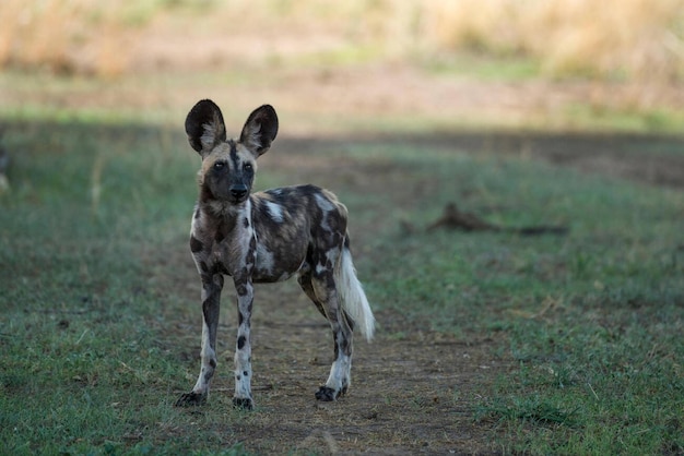 Afrika Süd-Luangwa-Nationalpark Mfuwe afrikanischer Wildhundwelpe aka bemalte Hund WILD Lycaon p