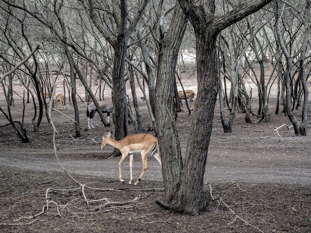 Afrikanische Antilope