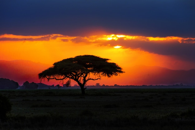 Foto afrikanische baumschattenbild auf sonnenuntergang in savanne, natur von afrika, kenia