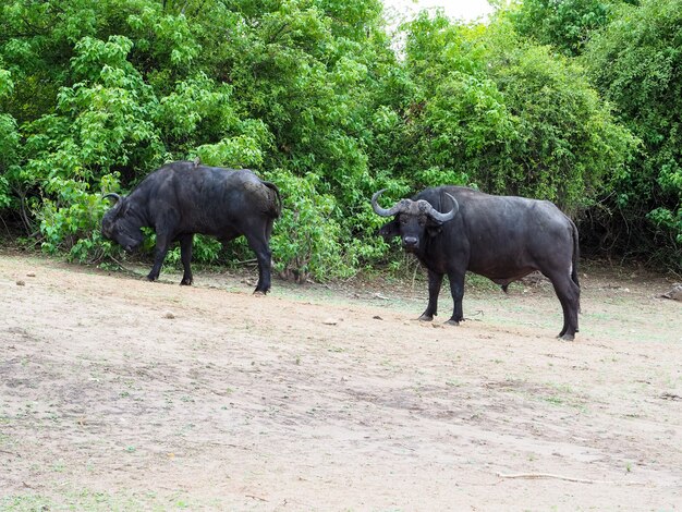 Afrikanische Büffelgruppe, die für Lebensmittel in ihrem Lebensraum, Chobe Nationalpark, Botswana findet