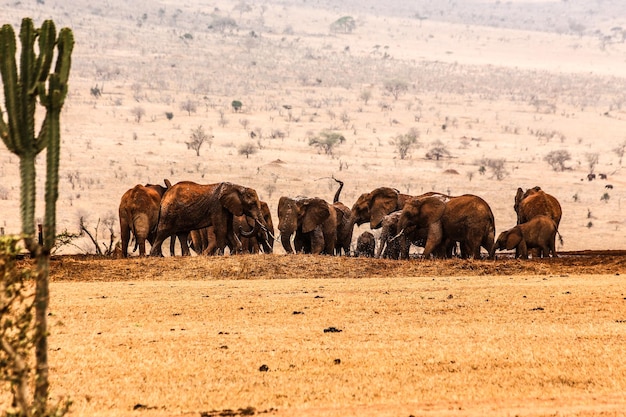 Afrikanische Elefanten auf dem Feld