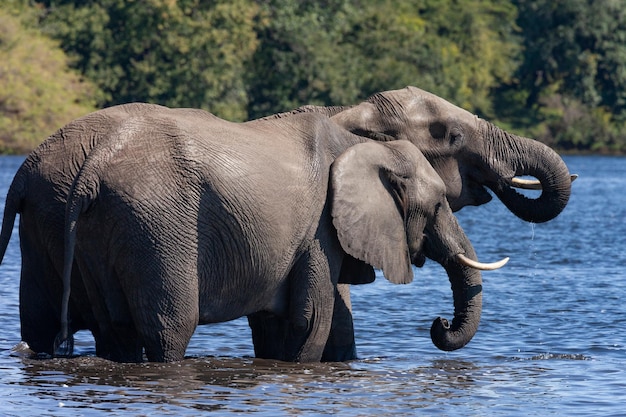 Afrikanische Elefanten Botswana Afrika